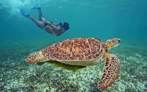 Akumal